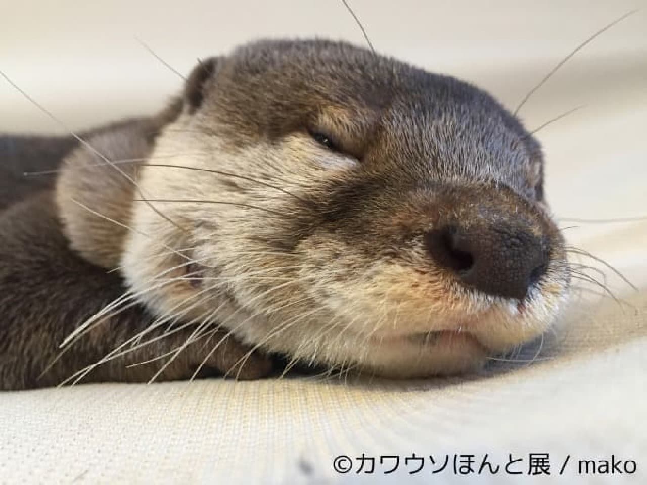 Otter Joint Photo & Product Sales Exhibition "Otter Real Exhibition"