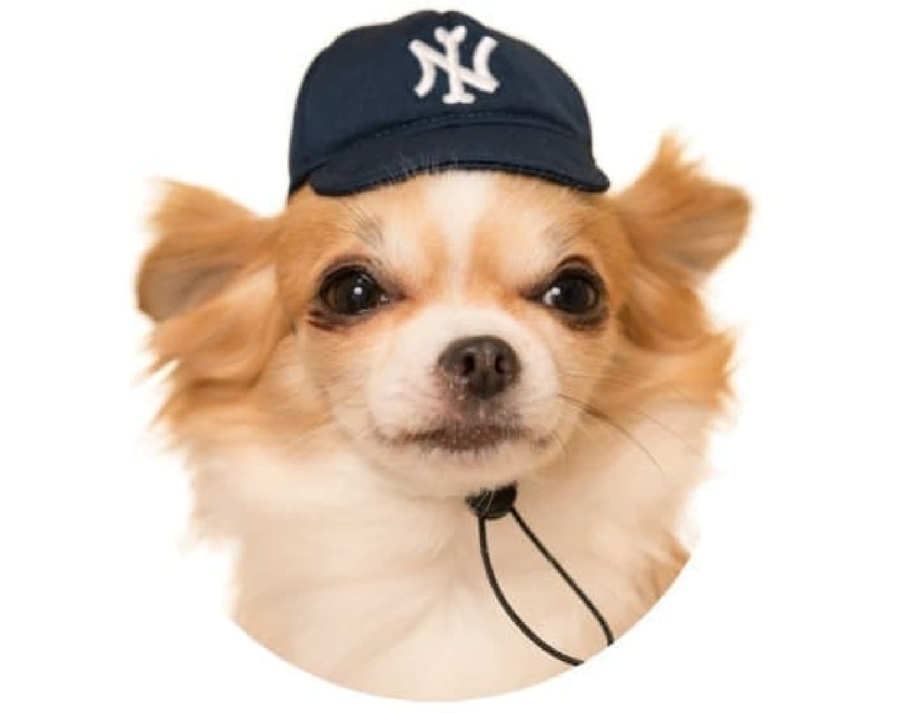 Dog headgear "Cute cute dog baseball team"