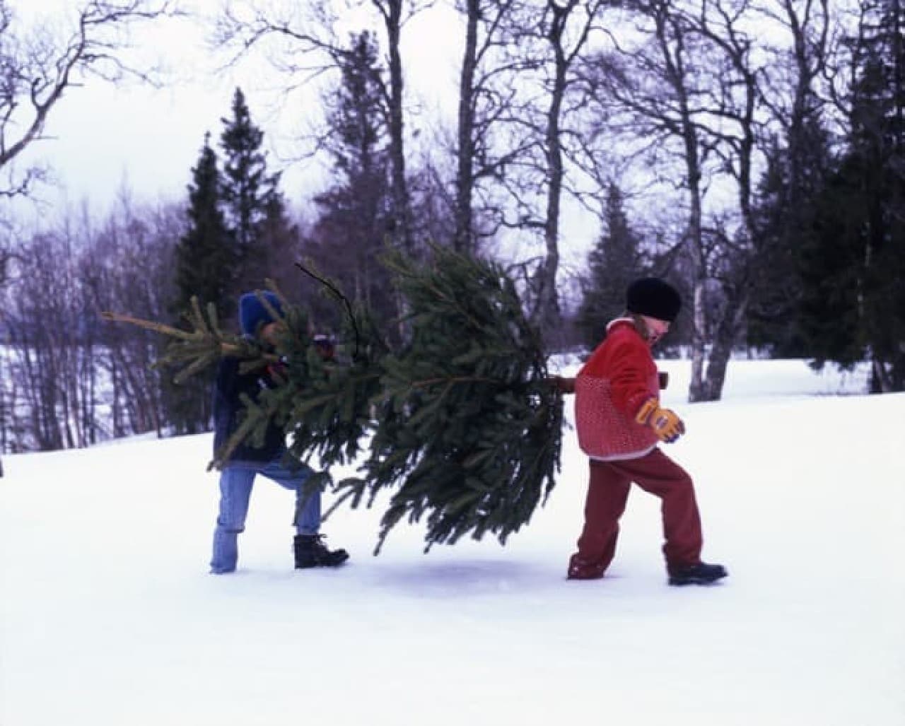 イケアに生木のクリスマスツリーやスウェーデン流クリスマスディナー「ユールボード」