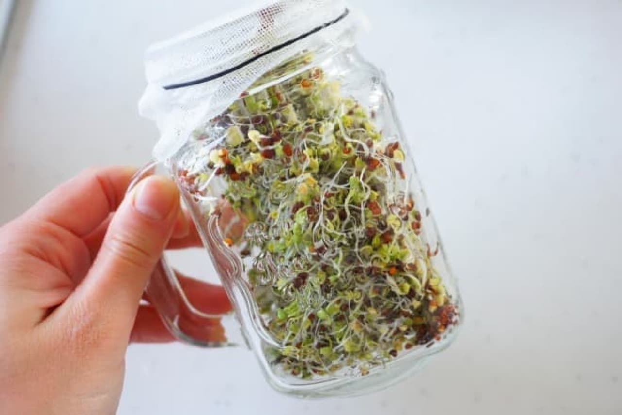 How to grow broccoli sprout