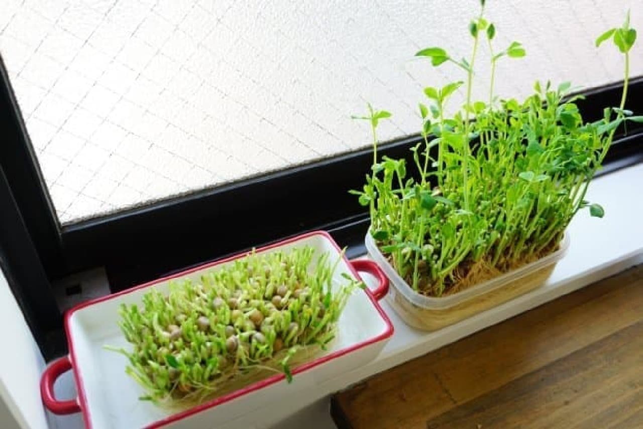Image of regenerated cultivation of bean seedlings