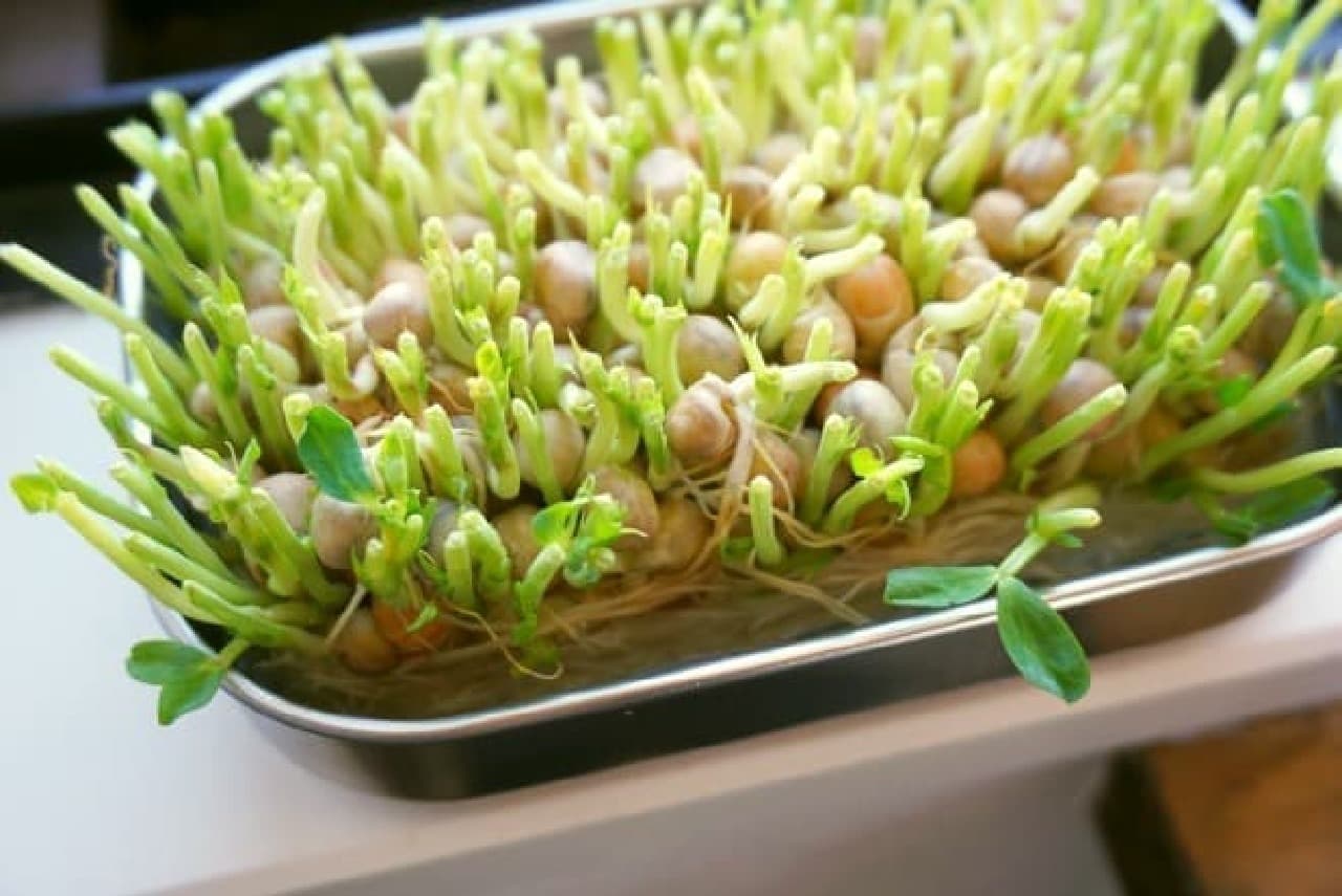Tips for regenerating and cultivating bean seedlings