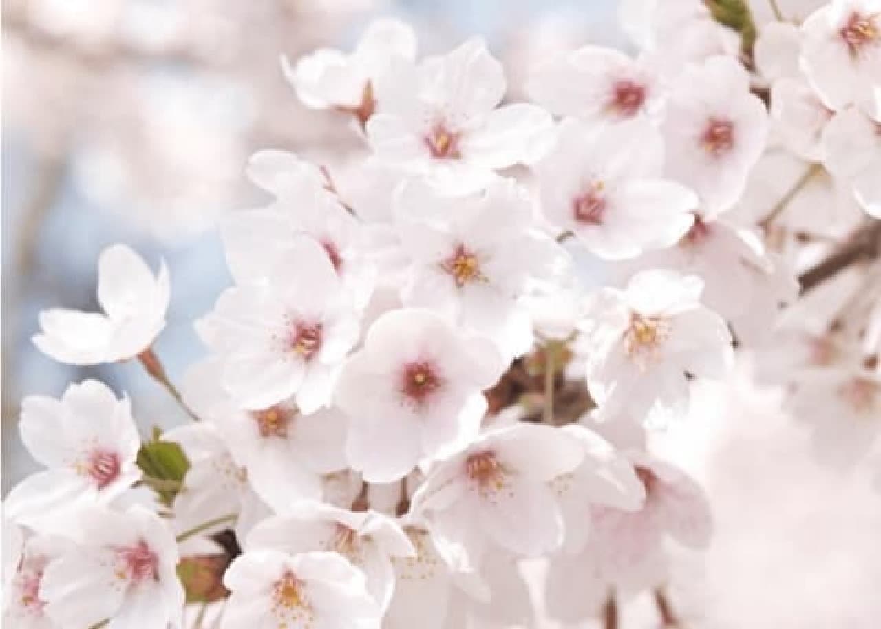 チェジュ島に咲く“王桜”