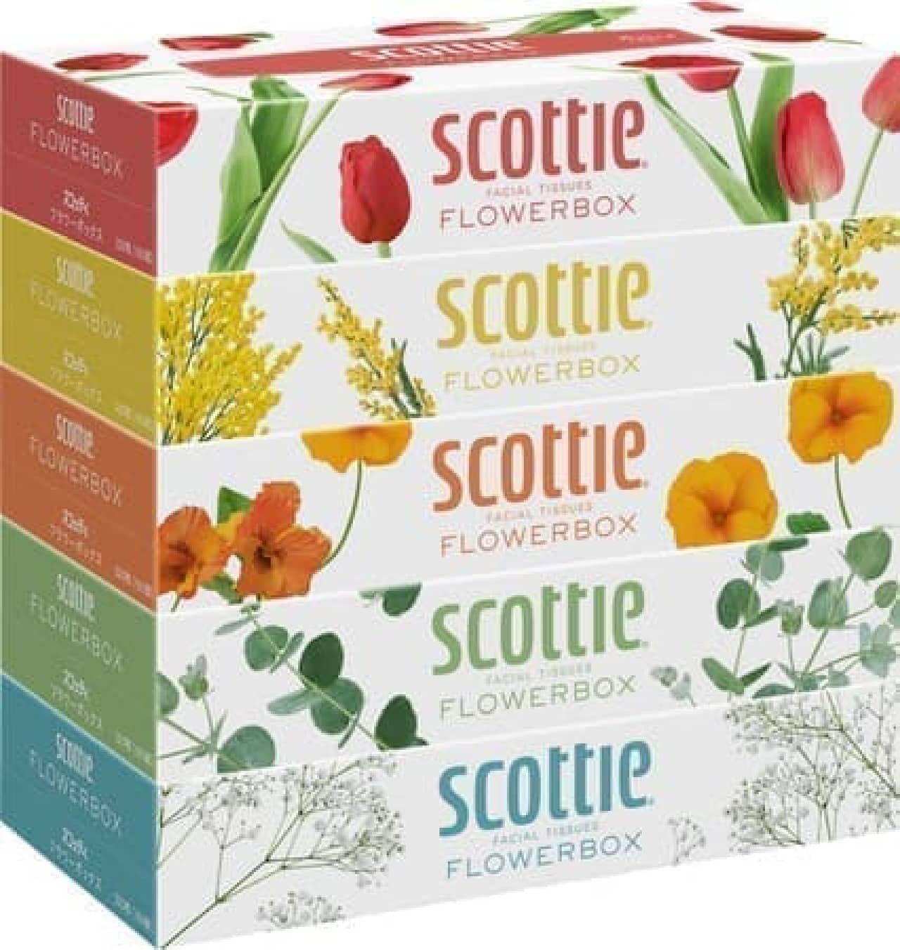 「スコッティ ティシュー フラワーボックス 5箱パック」新デザインに -- 花屋から花を持ち帰るようなワクワク感