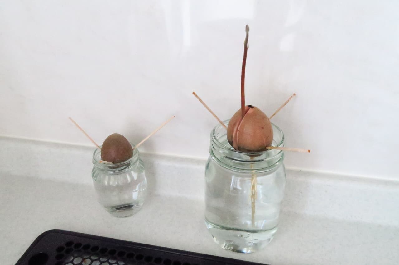 Easy & steadily grow ♪ How to grow avocado seeds --Hydroponic cultivation with empty bottle + toothpick