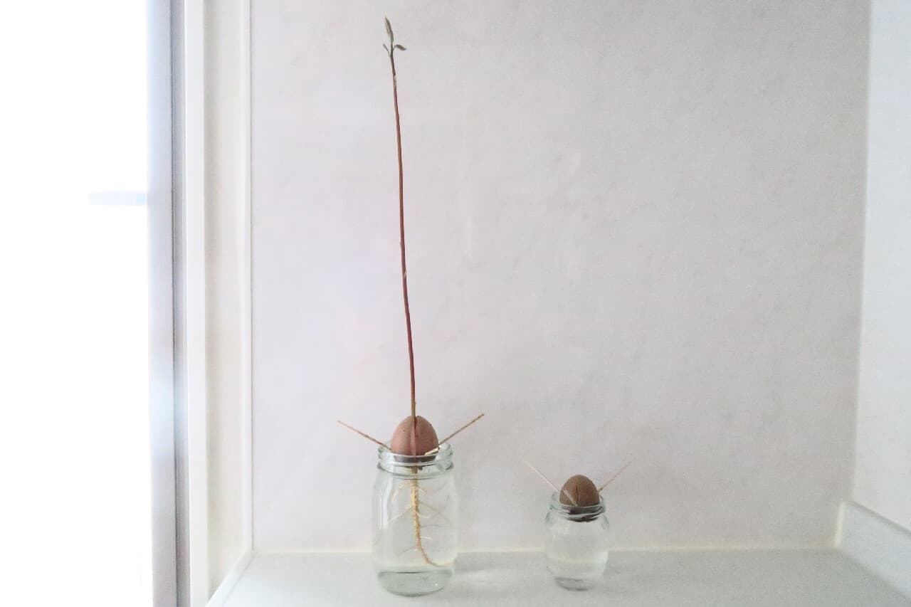 簡単＆ぐんぐん育つ♪ アボカドの種の育て方 -- 空き瓶＋爪楊枝で水耕栽培