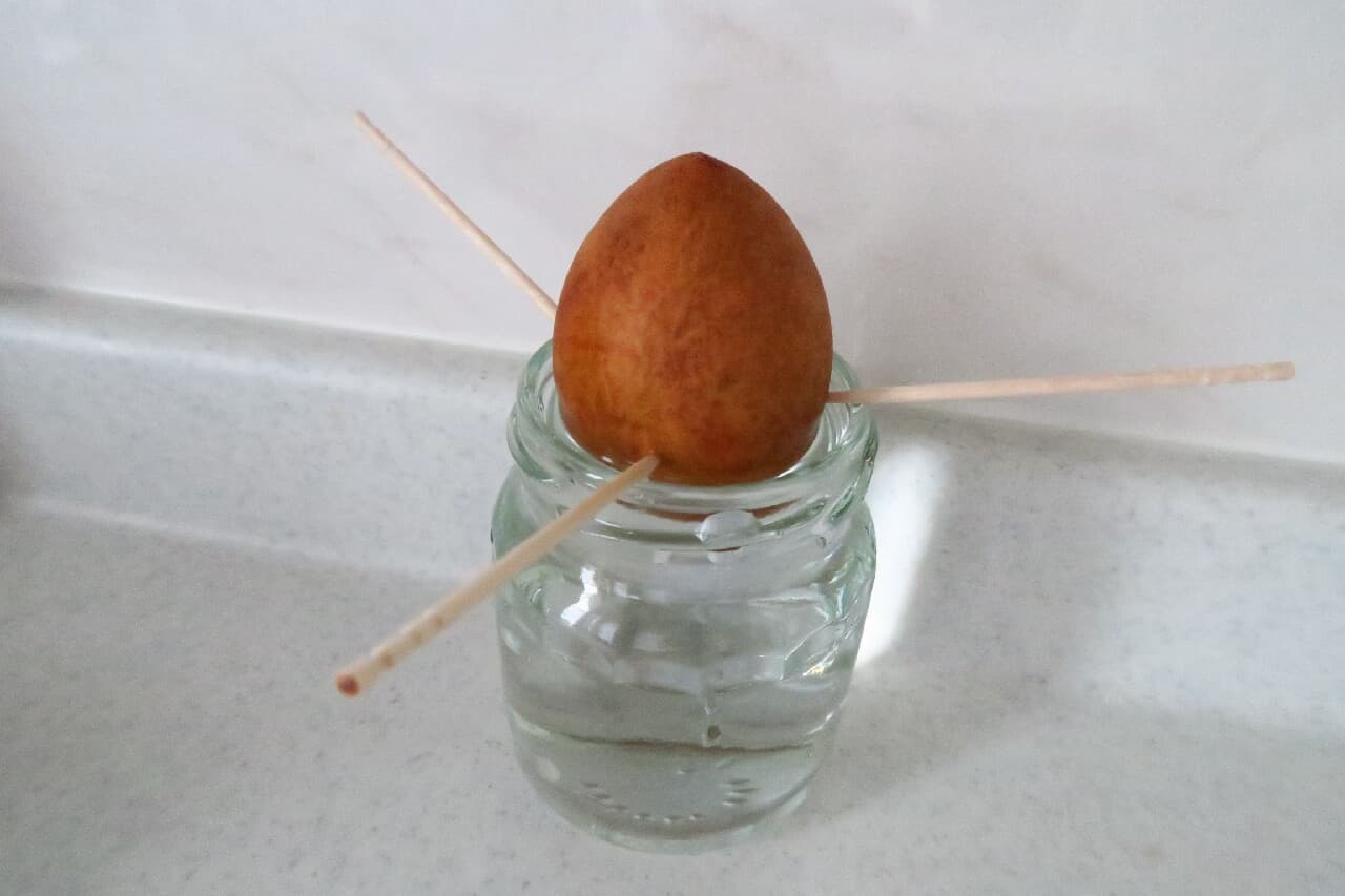 Step 4 Easy & steadily grow ♪ How to grow avocado seeds --Hydroponic cultivation with empty bottle + toothpick