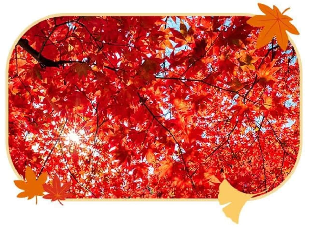 Acer palmatum with autumn leaves