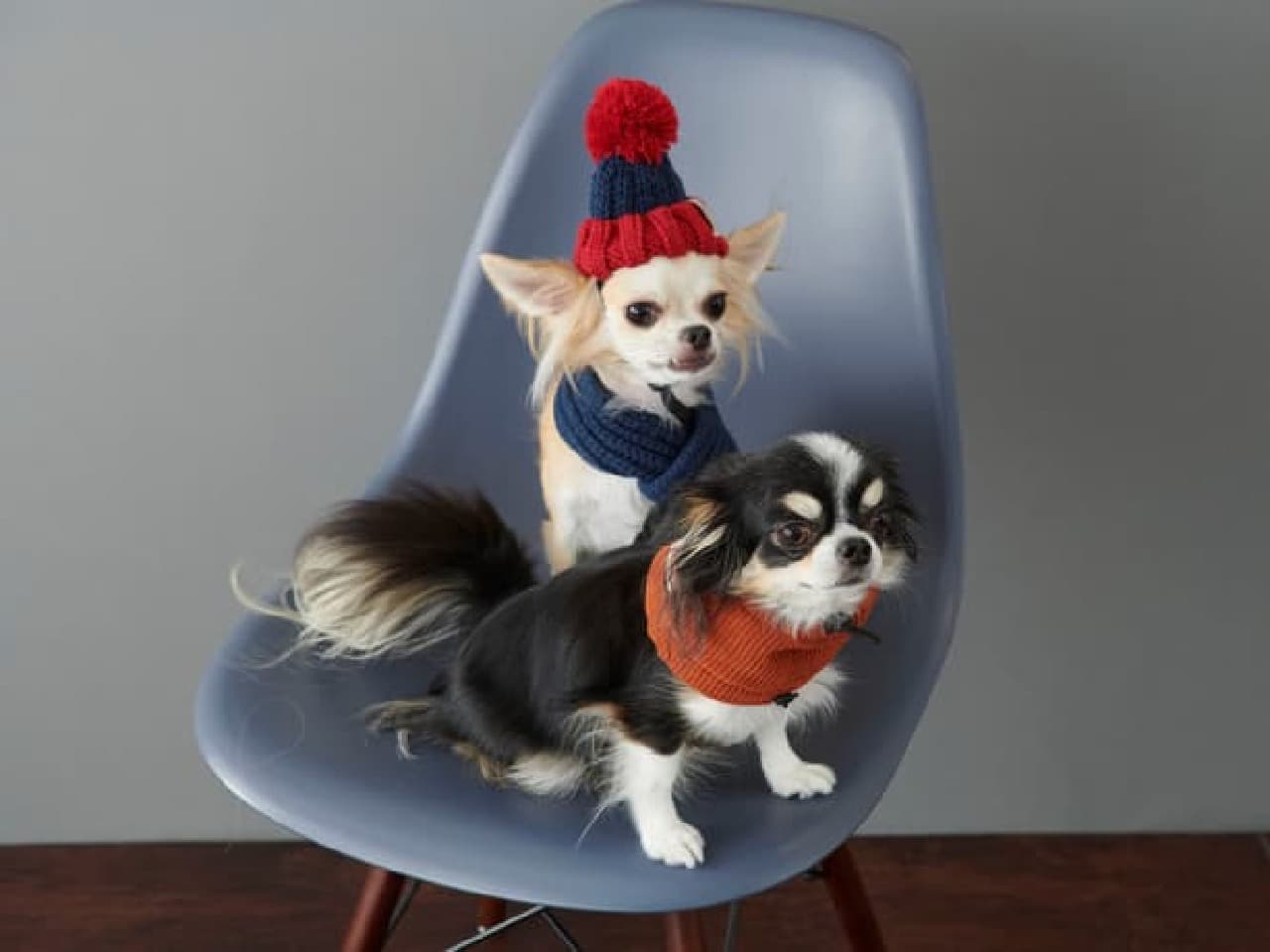 New Pet Goods at AWESOME STORE --Wear and pet bets that shine on SNS! Cat snacks too