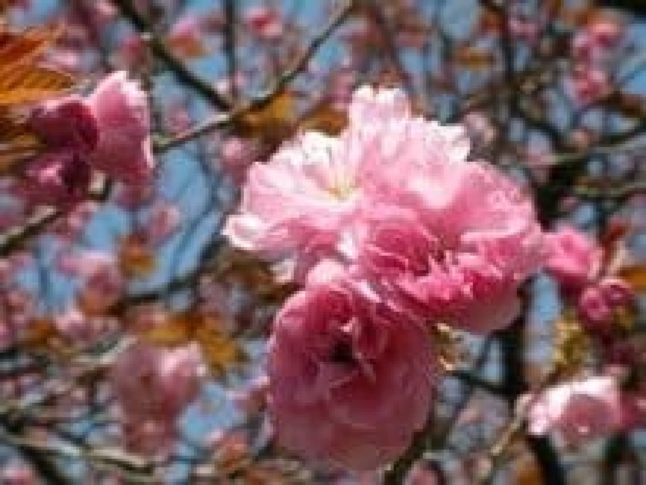 岩手県の八重桜の花