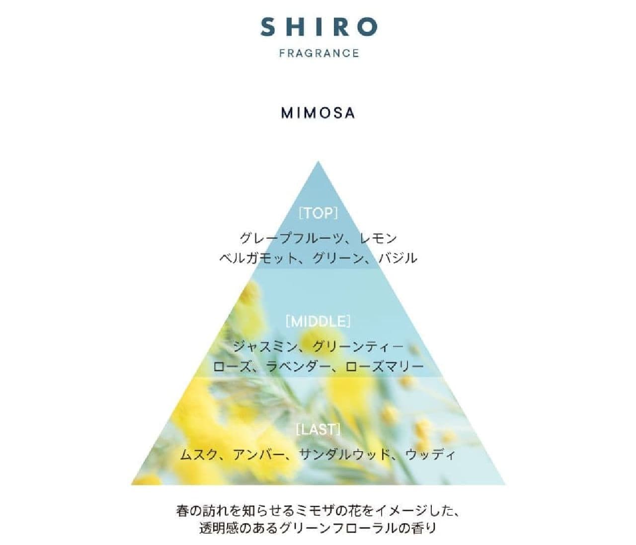 SHIRO 限定フレグランス “ミモザ” グリーンフローラルの香り！オード 