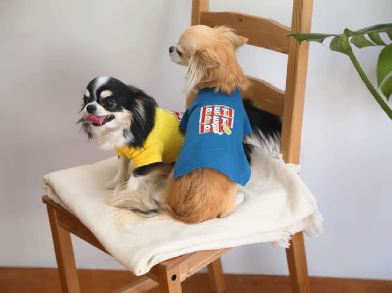AWESOME STORE New Pet Goods --Spring T-shirts are now available! Walking bags and ball toys