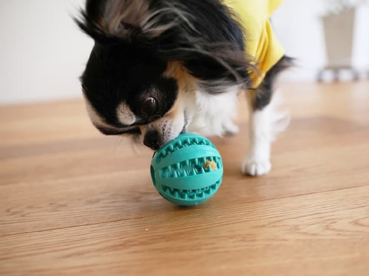 AWESOME STORE New Pet Goods --Spring T-shirts are now available! Walking bags and ball toys
