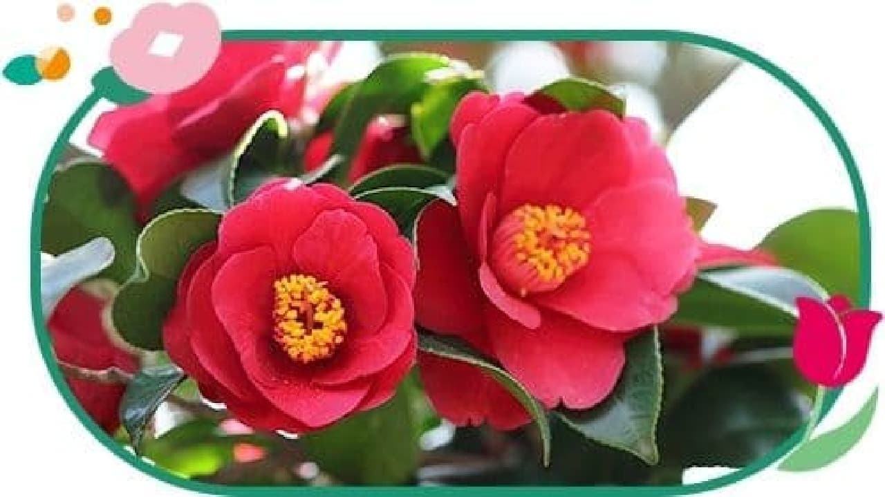 Camellias in Gotō with beautiful flowers.