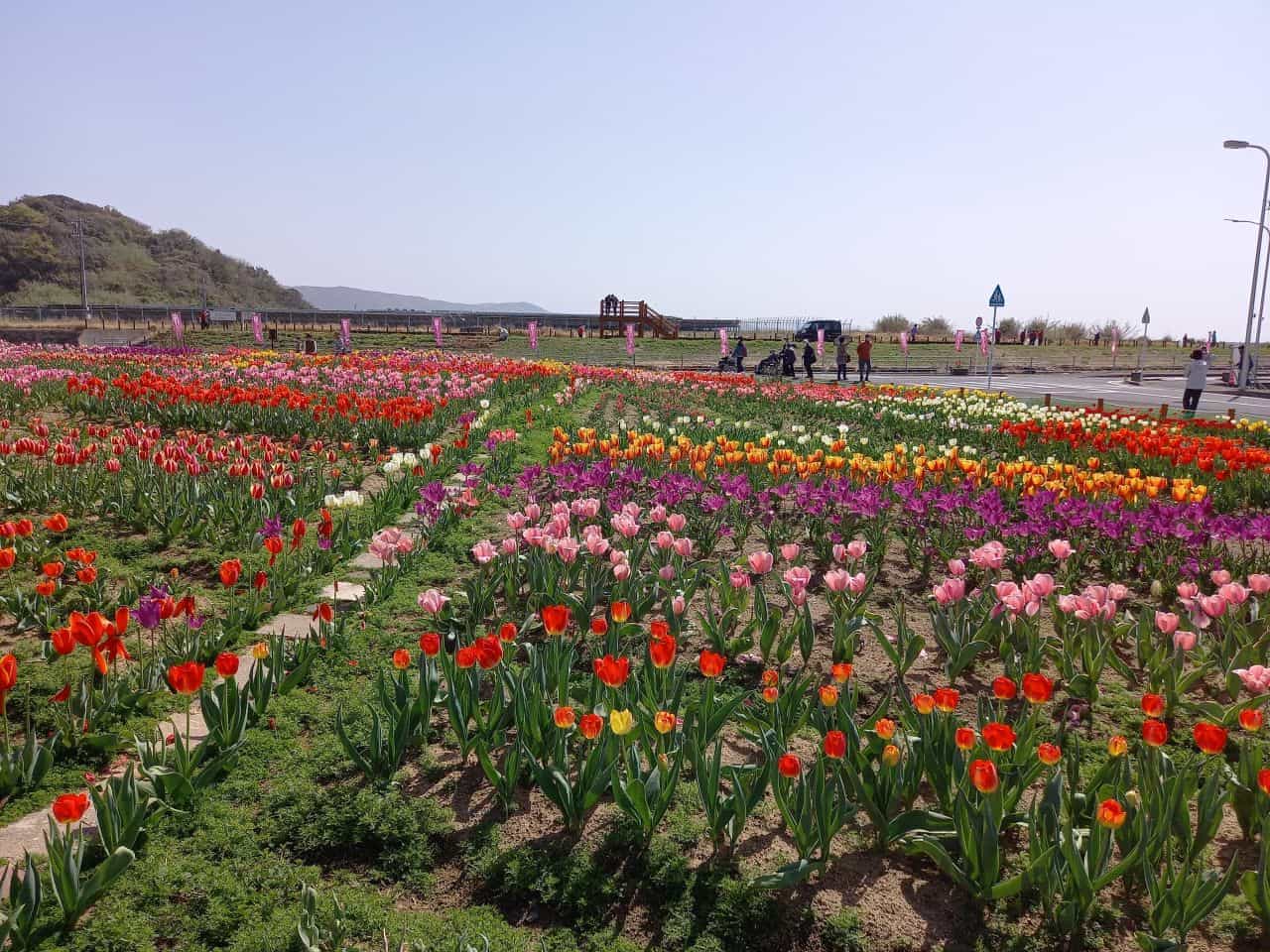 Tulip field in front of Hair Salon Imai