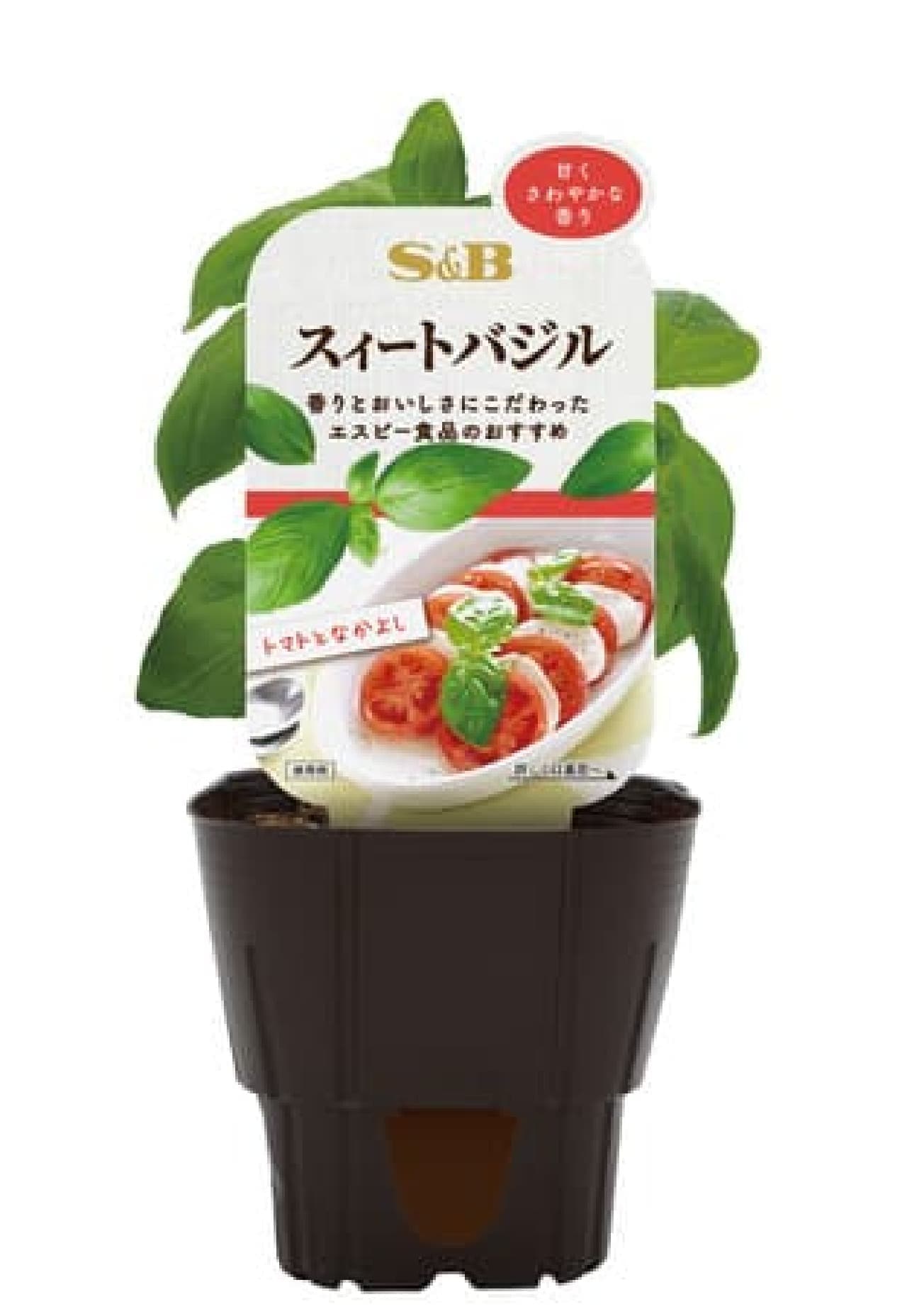 S&B Herb Seedlings" from SB Foods -- Easy to understand for beginners to grow sweet basil, pak choi, green perilla, etc.
