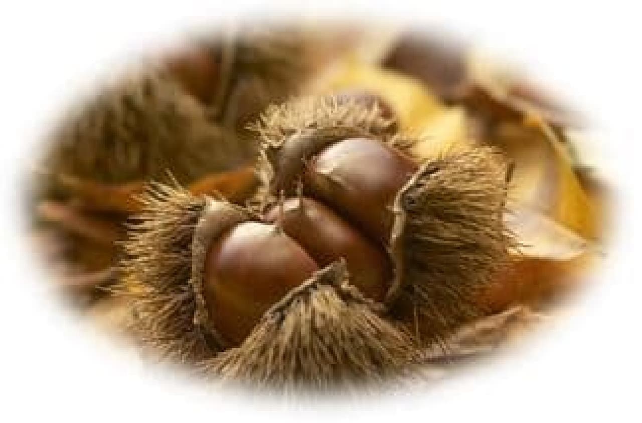Premium Lururun Momiji (scent of the season with color) astringent chestnuts