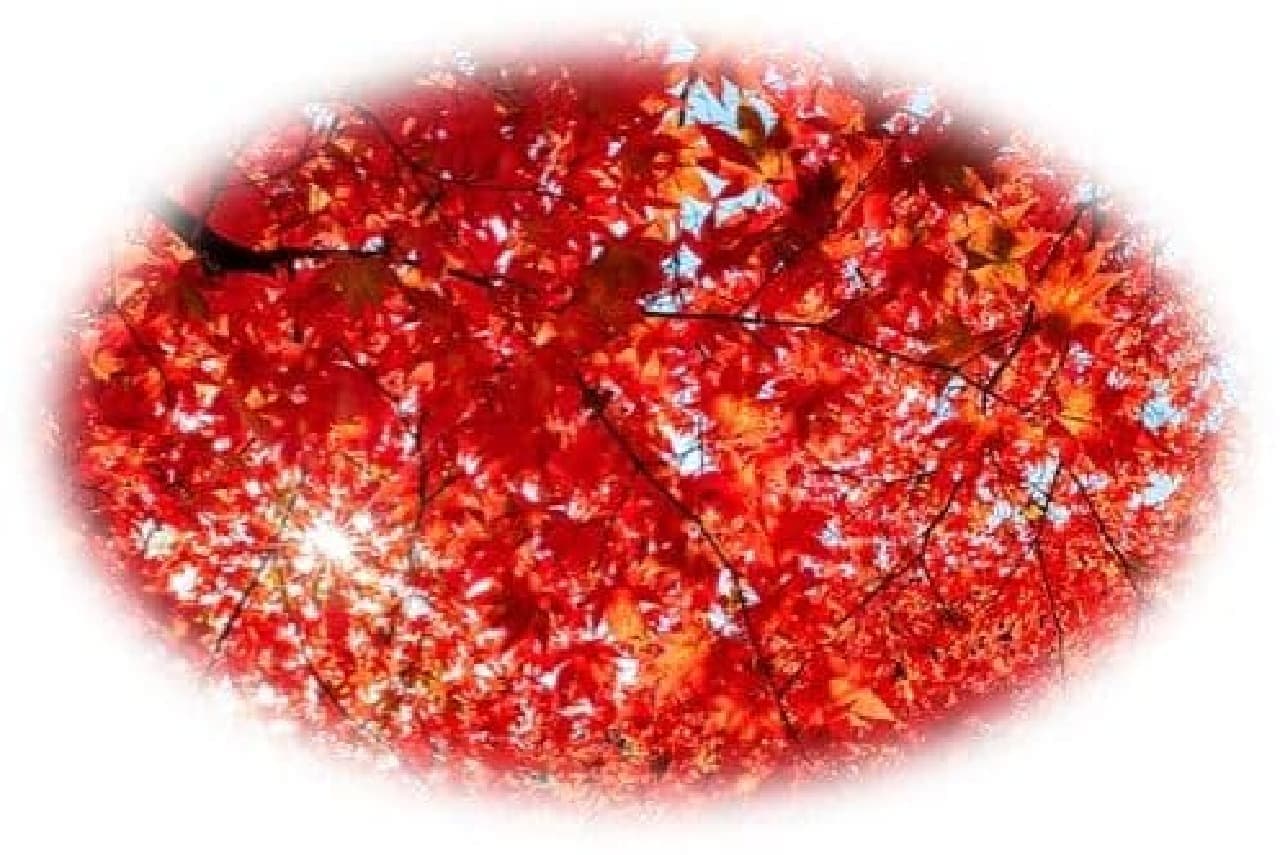 Premium Rururun Maple (scent of the season with color) Iroha-momiji