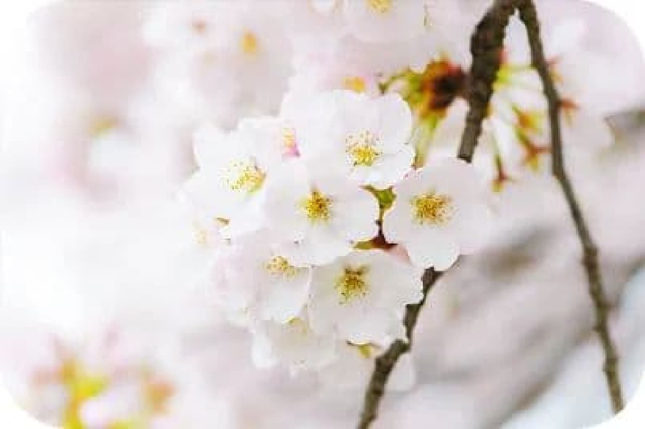 プレミアムルルルン桜（さくらの香り）のサトザクラ