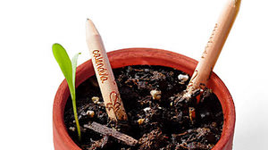Now you can use up your pencils-Sprout Growing Pencils, which sprout when planted in the soil