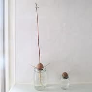 簡単＆楽しい♪ アボカドの種の育て方 -- 空き瓶＋爪楊枝で水栽培