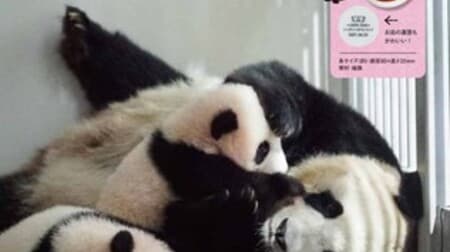 「ふたごの赤ちゃんパンダ BOOK」登場 -- 上野動物園シャオシャオ＆レイレイ柄しょうゆ皿が付録