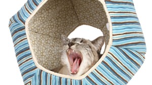 Comfortable with Nyan !? American-born cat house "Catball" landed in Japan