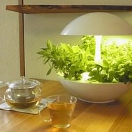 野菜を育てるインテリア、家庭用 LED 水耕栽培器「Terrara」がステキ【ギフトショー2014】