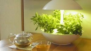 野菜を育てるインテリア、家庭用 LED 水耕栽培器「Terrara」がステキ【ギフトショー2014】