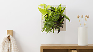 Let's decorate the wall with green! MUJI's "houseplants that can be hung on the wall"