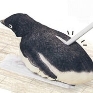 フローリングをペンギンが華麗に滑る「ペンギンスルスルー」