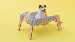 One Mock" hammock for dogs - relaxes with the smell of its owner