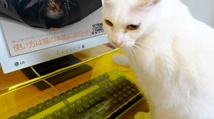 “かまって”ネコからキーボードを守る？「テモトスケル キーボード収納デスク」