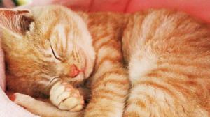 雨の日も、ネコまみれ―フェリシモ猫部が「猫まみれの雨の日グッズ」を発売