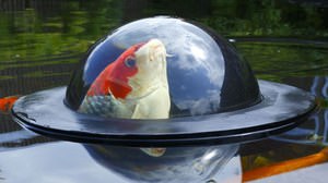 鯉が池から飛び出す「Floating Fish Dome」、目が合うとちょっと怖い？
