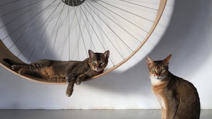 ネコがひとり遊び ― ネコ用のルームランナー「The cats wall's wheel」
