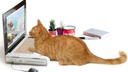I wonder if I'm getting an email today ...? Notebook PC type nail clipper "CAT SCRATCH LAP TOP"