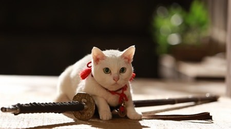 白猫・玉之丞こと“あなご”さん、写真撮影会を開催！―映画「猫侍　南の島へ行く」の公開を記念して