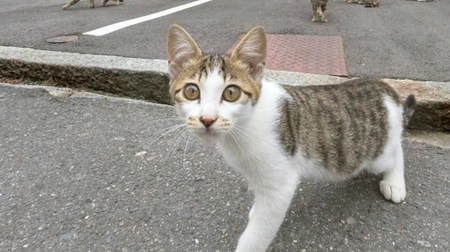 Should I take a walk in Onomichi together? Fun street view from a cat perspective