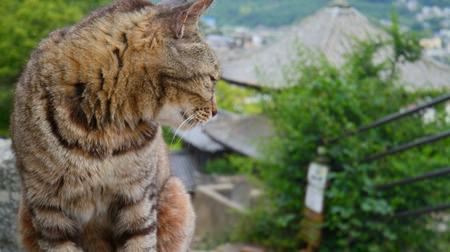 ネコ好き限定！「尾道 猫の待っている路地めぐり・ぐるめぐりツアー」、本日（9月7日）募集開始！