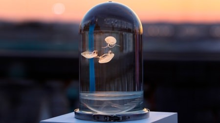 Fashionable jellyfish breeding kit "Darwin Tank" ... It's like a "living snow globe"