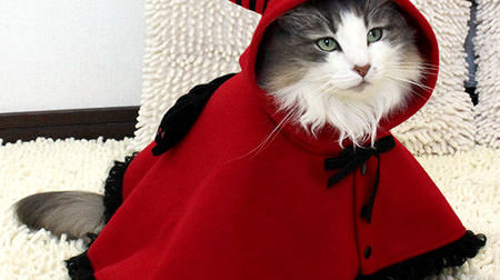 ネコだって、「ハッピーニャロウィーン」 ― 「iDog＆iCat」によるハロウィーン仮装用の衣装