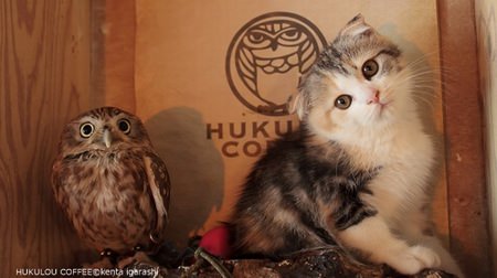 Kittens and owls get along well! … The photo book “Fuku and Marimo” is an encounter between Mofumofu and Mofumofu.