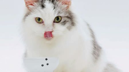 ネコを研究したら食器はこうなりました－ネコをハッピーにする猫壱から猫用食器のハッピーダイニングシリーズ新作追加