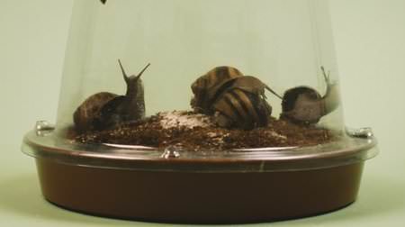 Interior snail-escargot aquaculture kit "GROW YOUR OWN ESCARGOT"