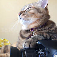 「いいね！」ネコトップ20って？―ネコの写真展「ねこぐらたん」、作品の一部をWebで公開中！