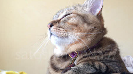 "Like!" What are the top 20 cats? -A part of the cat photo exhibition "Nekoguratan" is now available on the Web!