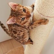ネコは登るよ、どこまでも！―木登り用キャットタワー「おうちで木登りタワー」