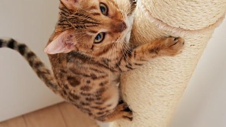 Cats will climb, forever! -Cat tower for climbing trees "Tree climbing tower at home"