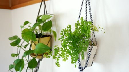 [DIY] How to make the simplest "plant hanger"